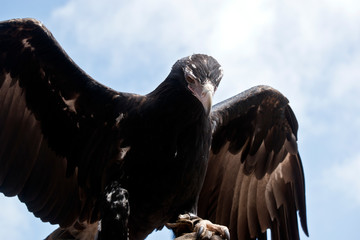 wedge tailed eagle