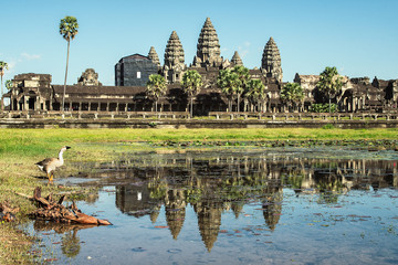 angkor wat with a goose in the lake