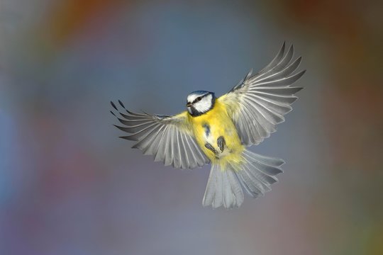 Blue tit (Parus caeruleus) in flight, North Rhine-Westphalia, Germany, Europe