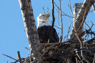 Regal Eagle