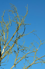leafless branches grown with lichens