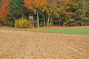 rural landscape with tree stand at forest edge