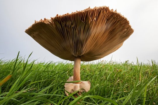 Parasol mushroom (Macrolepiota procera) in a meadow, Frog's perspective, Fischland-Darss-Zingst, Western Pomerania Lagoon Area National Park, Mecklenburg-Western Pomerania, Germany, Europe