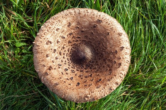 Parasol mushroom (Macrolepiota procera) in a meadow, Fischland-Darss-Zingst, Western Pomerania Lagoon Area National Park, Mecklenburg-Western Pomerania, Germany, Europe