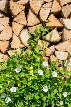 Larger bindweed (Calystegia sepium), white blossoming on woodpile, Styria, Austria, Europe