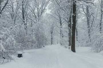 Fototapeta premium alley with a road after a snowfall in the winter day, a beautiful magical forest