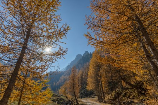 Autumnal Larches (Larix) in the back light, hike to Lago Nero, Valle Maira, Piemonte, Italy, Europe