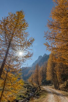Autumnal Larches (Larix) with solar reflex, hike to Lago Nero, Valle Maira, Piemonte, Italy, Europe