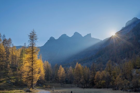Autumnal coloured Larches forest (Larix) and mountains in the back light, hike to Lago Nero, Valle Maira, Piemonte, Italy, Europe