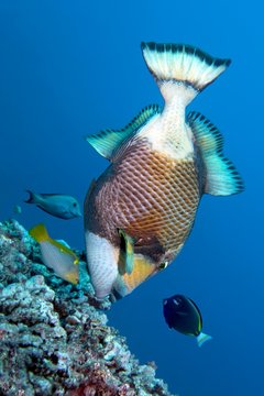 Three coral fish encircle titan triggerfish (Balistoides viridescens) and benefit from its foraging, Pacific, Moorea, Windward Islands, Society Islands, French Polynesia.