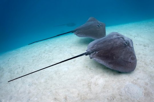 Pink Whiprays (Himantura fai), swimming over sandy bottom, Pacific Ocean, Moorea, Windward Islands, French Polynesia, Oceania