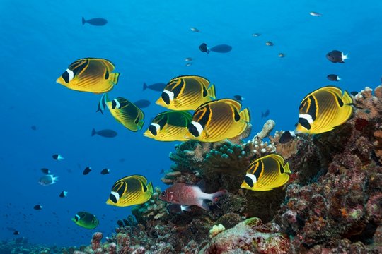 Swarm Raccoon butterflyfish (Chaetodon lunula), yellow, together with Sabre squirrelfish (Sargocentron spiniferum), swimming over coral reef, Pacific Ocean, French Polynesia, Oceania