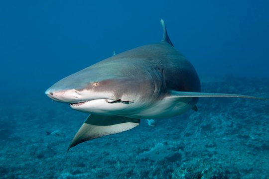 Sicklefin lemon shark (Negaprion acutidens) with fishing hooks in the mouth swims over coral reef, Pacific Ocean, Moorea, Leeward Islands, society islands, French Polynesia, Oceania