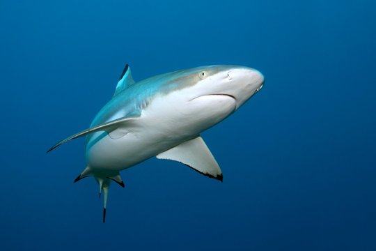 Blacktip reef shark (Carcharhinus melanopterus), Moorea Island, Windward Islands, French Polynesia, France, Pacific Ocean, Oceania