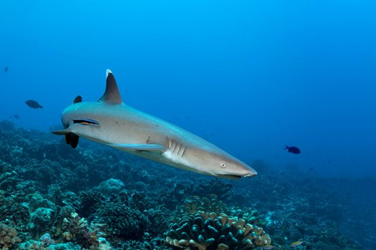 Whitetip reef shark (Triaenodon obesus) with Wipers Lipfish (Labroides dimidiatus), floats over coral reef, Pacific Ocean, Tikehau, Society Islands, Windward Islands, French Polynesia, Oceania