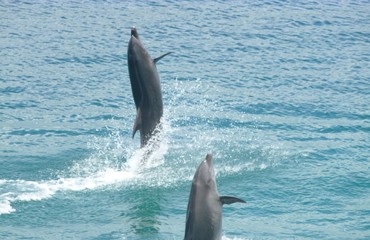 dolphin,  water, ocean, sea, mammal, animal, blue,  swimming, marine, jump, fish, tail, fin,...