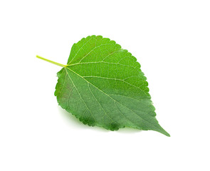 Mulberry leaf on white background.