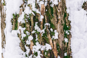 tree in winter