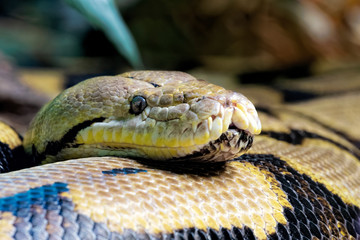Reticulated Python,  found in South Asia and Southeast Asia