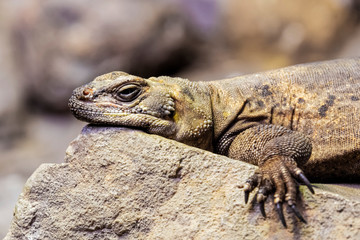 Chuckwalla  are found in southwestern United States and northern Mexico