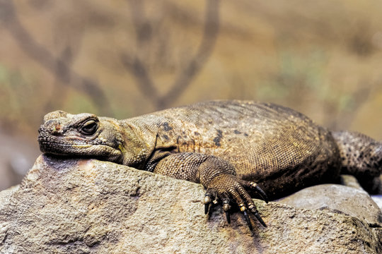 Chuckwalla  Sauromalus ater