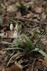 Snowdrops (Galanthuses) in forest. First spring flowers of the year. Most species flower in winter, before the vernal equinox (20 or 21 March in the Northern Hemisphere).