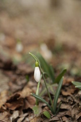 Snowdrops (Galanthuses) in forest. First spring flowers of the year. Most species flower in winter, before the vernal equinox (20 or 21 March in the Northern Hemisphere).