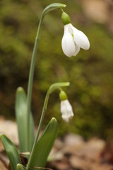 Obraz premium Snowdrops (Galanthuses) in forest. First spring flowers of the year. Most species flower in winter, before the vernal equinox (20 or 21 March in the Northern Hemisphere).