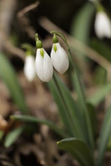 Snowdrops (Galanthuses) in forest. First spring flowers of the year. Most species flower in winter, before the vernal equinox (20 or 21 March in the Northern Hemisphere).