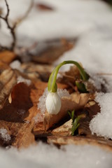 Snowdrops (Galanthuses) in forest. First spring flowers of the year. Most species flower in winter, before the vernal equinox (20 or 21 March in the Northern Hemisphere).