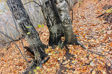 Birch tree trunk