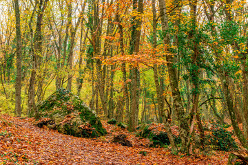 Large stones, fallen leaves - a picturesque autumn forest landscape in the mountains