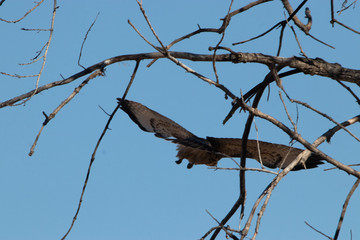 Swainson's Tailfeathers
