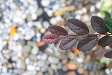 Close up purple Loropetalum chinense leaves with dark magenta leaves (Chinese fringe var.rubrum)