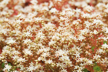Sedum or stonecrops in a garden