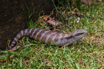 Blue tongued Skink in a garden, Upper Hunter Valley, NSW, Australia.
