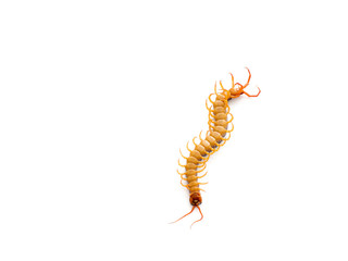 Brown centipede on white background