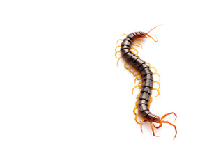 Brown centipede on white background
