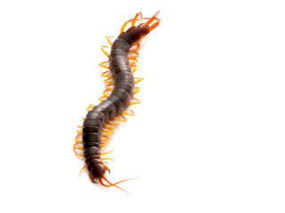Brown centipede on white background