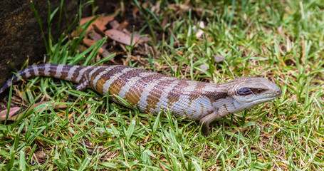 Blue tongued Skink in a garden, Upper Hunter Valley, NSW, Australia.