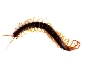 Brown centipede on white background