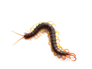 Brown centipede on white background