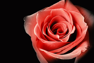 One red rose on the black  background