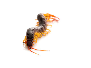 Brown centipede on white background