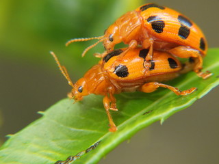Ladybird