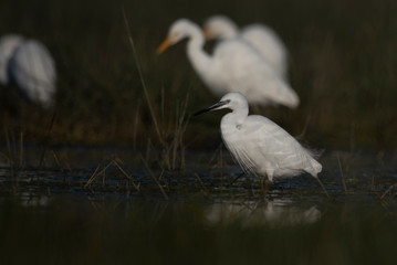 great white egret in the water