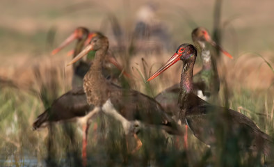 Flock of Black storks