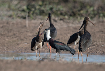 Flock of birds in Pond