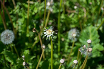 Dandelion field. Dandelions seed head. Fluffy white seed heads.