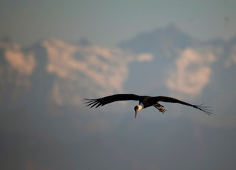 Fototapeta premium Woolly necked stork Flying Over mountains